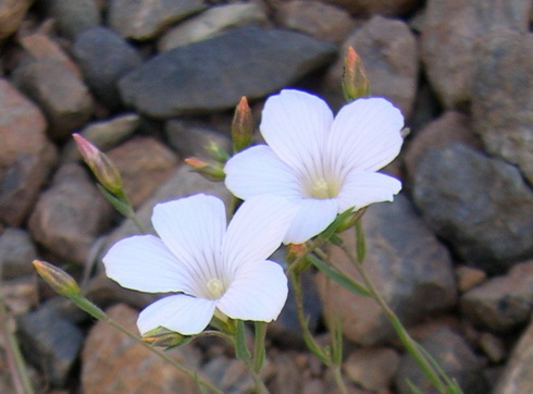 Linum Flower