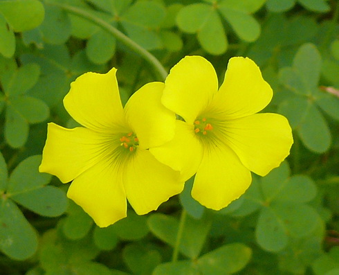 Oxalis Flower
