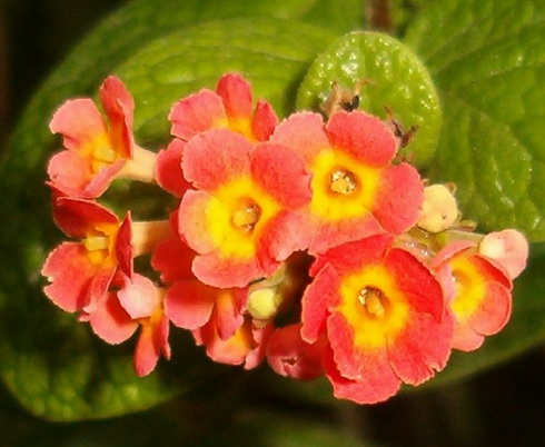 Rondeletia Flowers