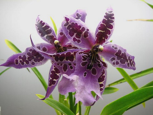 Beallara Flower