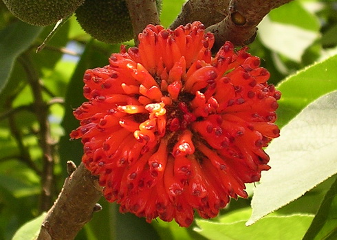 Broussonetia Flower