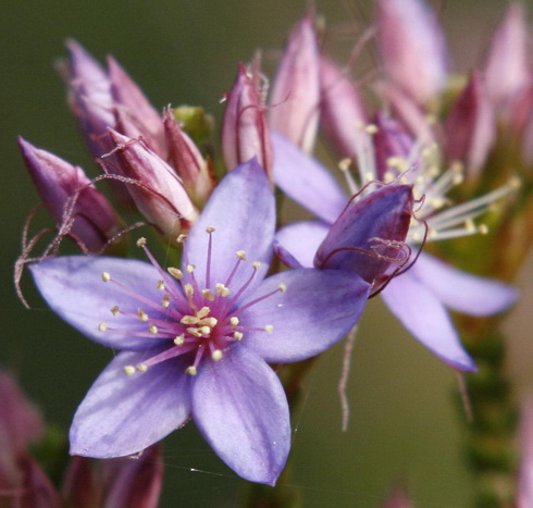 Calytrix Flowers
