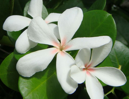 Carissa Flower