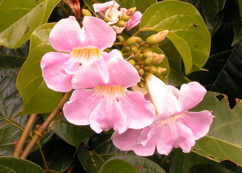 Cydista Flowers