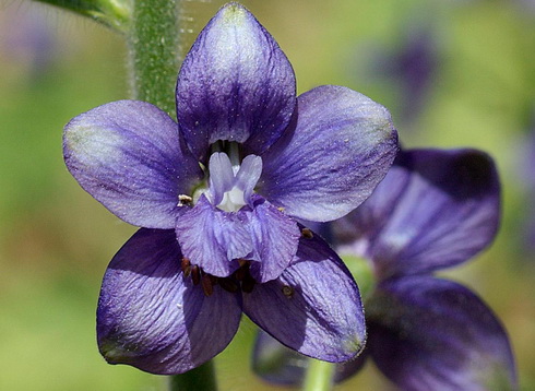 Delphinium Flower