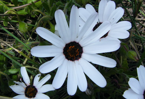 Dimorphotheca Flower