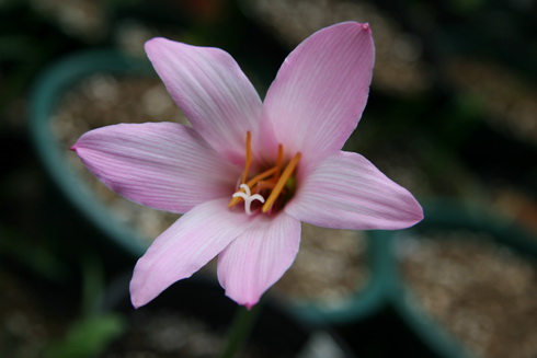 Habranthus Flower